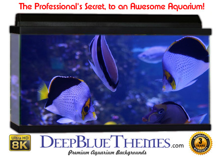 Buy Aquarium Background Awesome Bluish Aquarium Background
