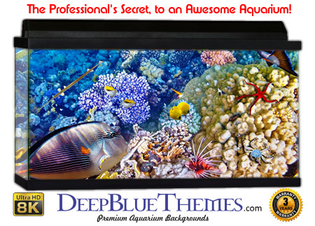 Buy Aquarium Background Awesome Colors Aquarium Background
