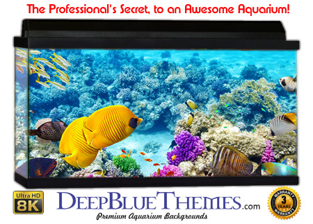Buy Aquarium Background Awesome Coral Aquarium Background