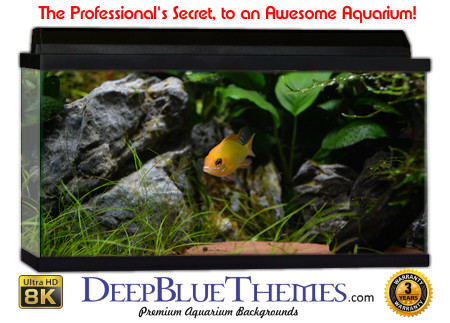 Buy Aquarium Background Awesome Goldfish Aquarium Background