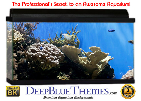 Buy Aquarium Background Awesome Natural Aquarium Background