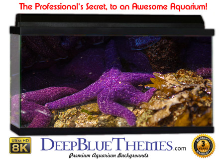 Buy Aquarium Background Awesome Purple Aquarium Background