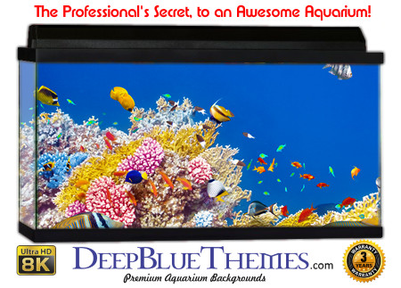 Buy Aquarium Background Awesome Reef Aquarium Background