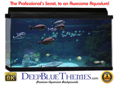 Buy Aquarium Background Classic Tank Aquarium Background