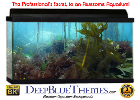 Buy Aquarium Background Classic Wild Aquarium Background