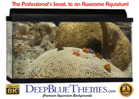 Buy Aquarium Background Coral Brain Aquarium Background