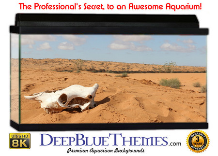 Buy Aquarium Background Desert Skull Aquarium Background