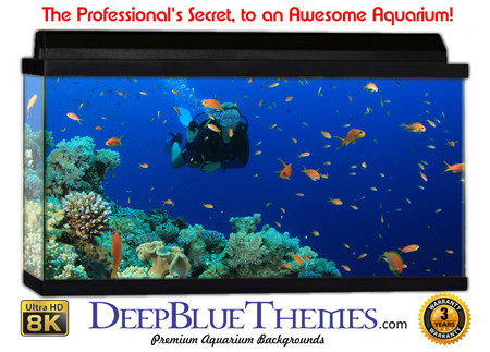 Buy Aquarium Background Divers Fish Aquarium Background
