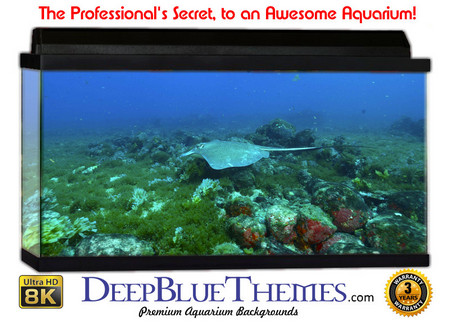 Buy Aquarium Background Divers Scene Aquarium Background