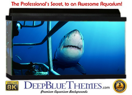 Buy Aquarium Background Divers Shark Aquarium Background