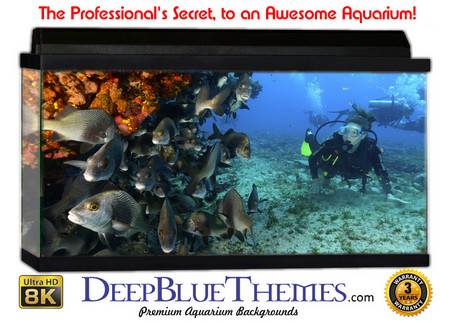 Buy Aquarium Background Divers Wall Aquarium Background