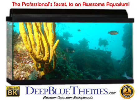 Buy Aquarium Background Favorite Coral Aquarium Background
