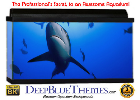 Buy Aquarium Background Favorite Shark Aquarium Background