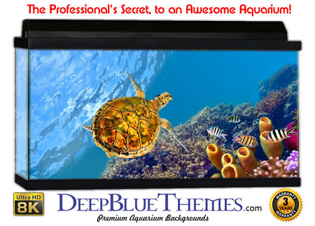 Buy Aquarium Background Favorite Turtle Aquarium Background