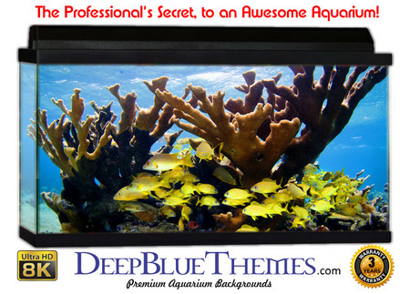 Buy Aquarium Background Favorite Yellow Aquarium Background