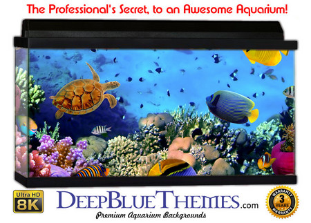 Buy Aquarium Background Fish Under Aquarium Background