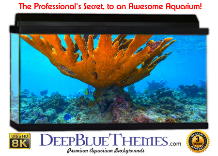 Buy Glo Fish Background Coral Bowl Aquarium Background