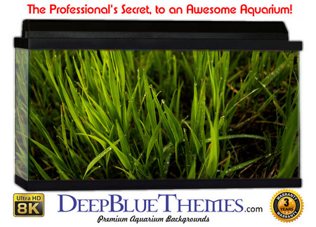 Buy Aquarium Background Grass Crop Aquarium Background