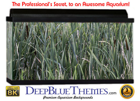 Buy Aquarium Background Grass Sugar Aquarium Background
