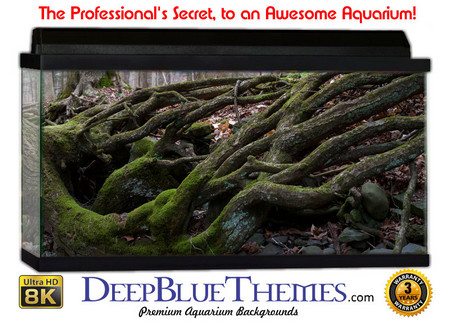 Buy Aquarium Background Nature Roots Aquarium Background
