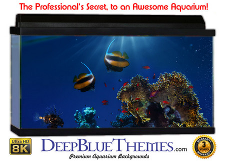 Buy Aquarium Background Reef Beach Aquarium Background