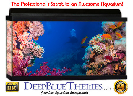 Buy Aquarium Background Reef Beautiful Aquarium Background