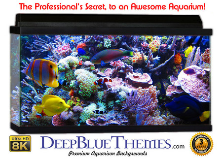 Buy Aquarium Background Reef Busy Aquarium Background