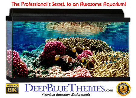 Buy Aquarium Background Reef Colors Aquarium Background