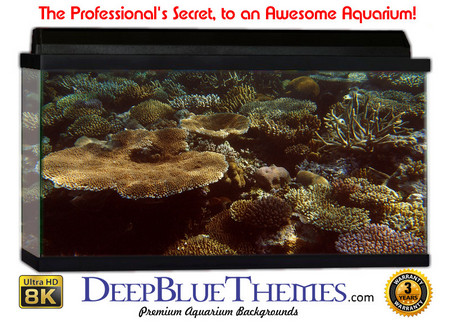 Buy Aquarium Background Reef Garden Aquarium Background