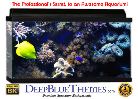 Buy Aquarium Background Reef Scene Aquarium Background