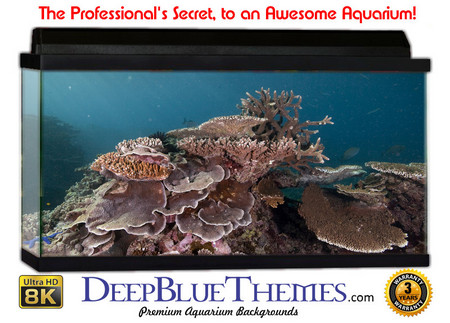 Buy Aquarium Background Reef Spread Aquarium Background