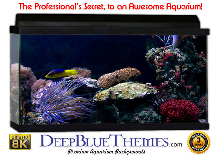 Buy Aquarium Background Reef Turtle Aquarium Background
