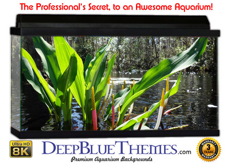 Buy Aquarium Background Swamp Flower Aquarium Background