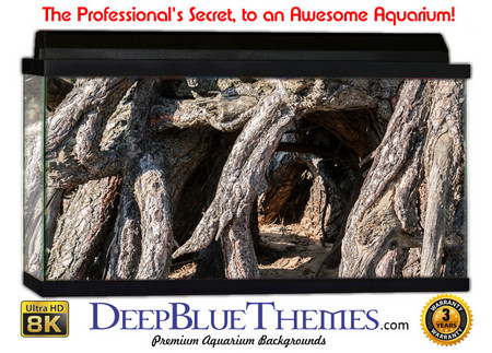 Buy Aquarium Background Trees Root Aquarium Background