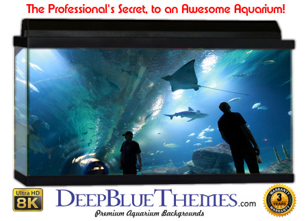 Buy Aquarium Background Unusual Aquarium Aquarium Background