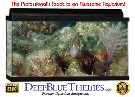 Buy Aquarium Background Unusual Fuzzy Aquarium Background