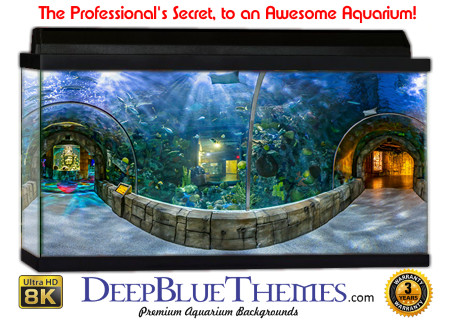 Buy Aquarium Background Unusual Layout Aquarium Background