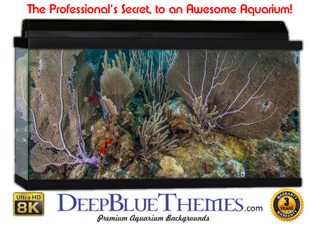Buy Aquarium Background Unusual Scene Aquarium Background