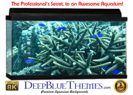 Buy Aquarium Background Unusual Star Aquarium Background