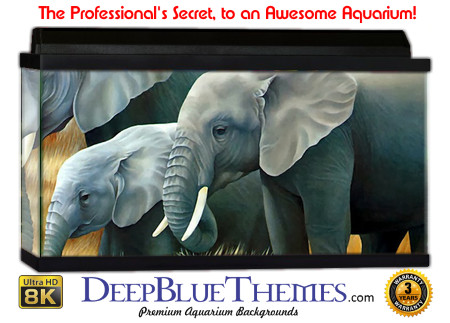 Buy Aquarium Background Asian Elephant 005 Aquarium Background