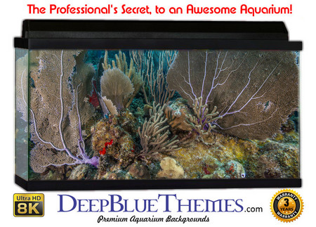 Buy Aquarium Background Coral Cover Aquarium Background