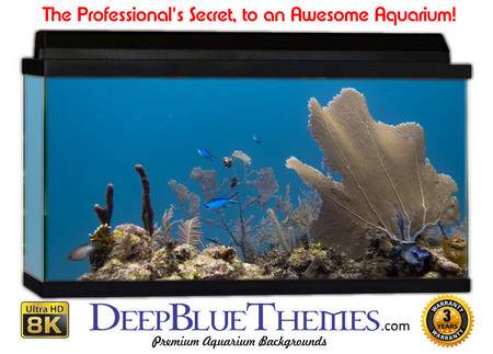 Buy Aquarium Background Coral Flow Aquarium Background