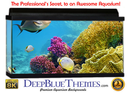 Buy Aquarium Background Coral Folds Aquarium Background