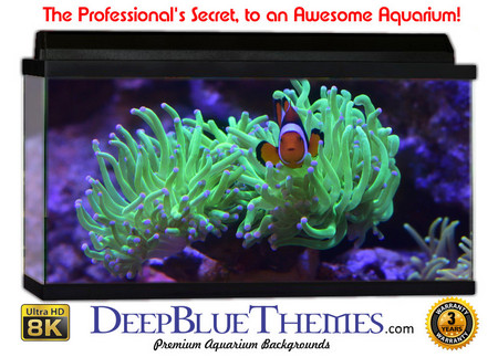Buy Aquarium Background Coral Hide Aquarium Background