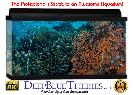 Buy Aquarium Background Coral Jungle Aquarium Background