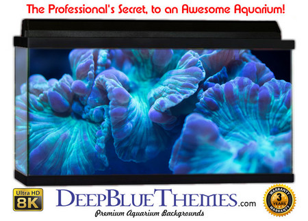 Buy Aquarium Background Coral Neon Aquarium Background