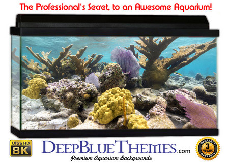 Buy Aquarium Background Coral Outcrop Aquarium Background