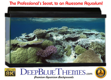 Buy Aquarium Background Coral Plates Aquarium Background
