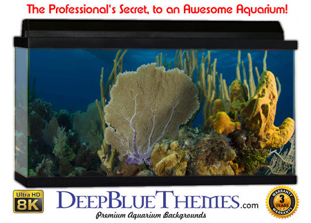 Buy Aquarium Background Coral Reach Aquarium Background