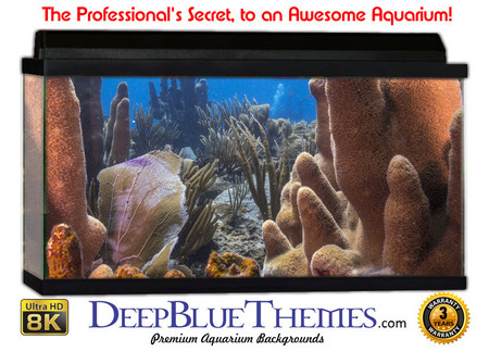 Buy Aquarium Background Coral Rise Aquarium Background